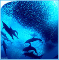 Sardine Run South Africa | Sardine-run Wild Coast Migration | Wild Coast Southern Africa