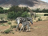 Pilanesberg National Park