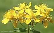 A meta-analysis on the efficacy and safety of St John's wort extra | NDT