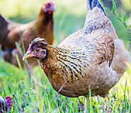 10 Healthy Treats for Your Backyard Chickens