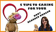 Baby Bearded Dragon Care - 5 Tips To Caring For Your Baby Bearded Dragon