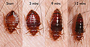 Bed Bugs Heat Treatment