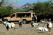 Family desert camp safari