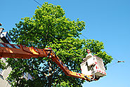 The Differences Between Certified Arborists and Tree Trimmers