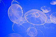 Planning and Travel Tips: Monterey Bay, CA and Monterey Bay Aquarium Part 2 - Dear Creatives