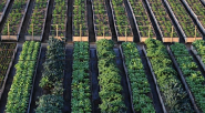 From Gas Station To Large-Scale Urban Orchard In Vancouver's Downtown Eastside