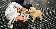 For the Scene Stealers of ‘The Curious Incident,’ a Happy Second Act, in Dog Years