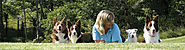 The Two Sides of Dog Training: The Right and the Wrong Way | Susan Garrett's Dog Training Blog