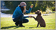 Professional Dog Training Services in the Area of Richmond Hill