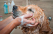 Tips for Bathing Your Dog in the Winter