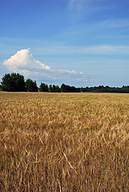 राई की खेती (Rye) मे उत्पादन एवं फसल सुरक्षा हेतु विशेष बिन्दु