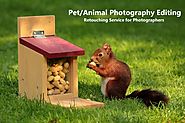 Pet Photo Editing Services | Animal Photography Editing Services for Wildlife Photographers