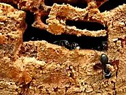 Carpenter Ants in Action