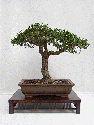 Coussin's guide forms a lovely and thorough introduction to the ancient art of bonsai.