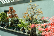 Indoor versus outdoor bonsai.
