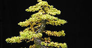 La specie di Larix maggiormente utilizzata per la coltivazione a bonsai è quella giapponese denominata kaempferi.