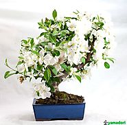 Le specie più utilizzate nella coltivazione a bonsai sono il Malus evereste, sieboldii e il Malus halliana.