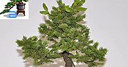 La specie Picea Jezoensis si adatta perfettamente a tutti gli stili bonsai a tronco eretto. ~ Hobby Bonsai