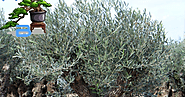 L'Olea europaea è entrato nel mondo del bonsai con le prime coltivazioni dell'anno 1970. ~ Hobby Bonsai