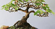 Il Morus è coltivato come bonsai da secoli, le sue foglie sono la dieta base dei bachi da seta. ~ Hobby Bonsai