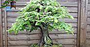 La Metasequoia come bonsai fino al secolo scorso era considerato estinto da due milioni di anni. ~ Hobby Bonsai