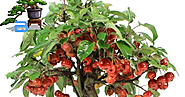 Le specie più utilizzate come bonsai sono il Malus evereste, sieboldii e il Malus halliana. ~ Hobby Bonsai
