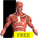 Visual Anatomy Free - Android Apps on Google Play