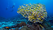 Visit the Coral Gardens