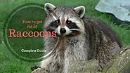 How To Get Rid Of Raccoons - Complete Guide - Home Remedies Living