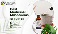 Unlocking the Healing Potential of Medicinal Mushrooms | Ecodrop