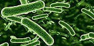 Probiotics study on Food Allergies