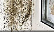 Mold Removal & Inspection Services