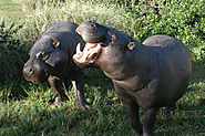 4. Pgymy Hippo