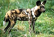 5. African Wild Dog