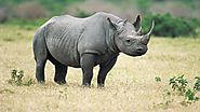 6. Black Rhino