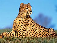 7. Cheetah