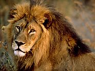 8. African Lion