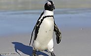 9. African Penguin