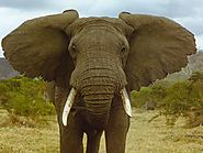10. African Elephant