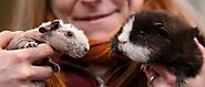 What is the Difference Between a Skinny Pig and a Peruvian Guinea Pig?