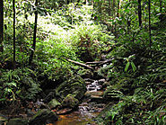Kottawa Reserve