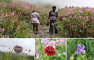 Valley of Flowers Trek Package 2025 - Trekking Guide & Tips