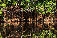 Explore the fascinating Mangrove Sanctuary