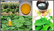 Why we will not apply neem oil as an all-natural protective