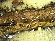 5 Signs You’re Terrorized By Termites
