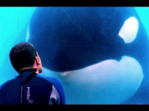 Blackfish - Official Trailer (HD) Documentary, Orca