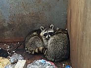 Ways to Keep Raccoon Out of Your Garbage Bin