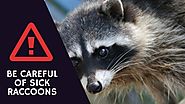 Be Careful of Sick Raccoons: A Call for Awareness