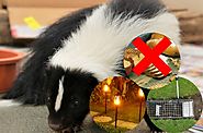 Tips on How to Keep Skunks Away from Your Home This Summer