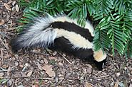 Tips on How to Keep Skunks Away from Your Home This Summer